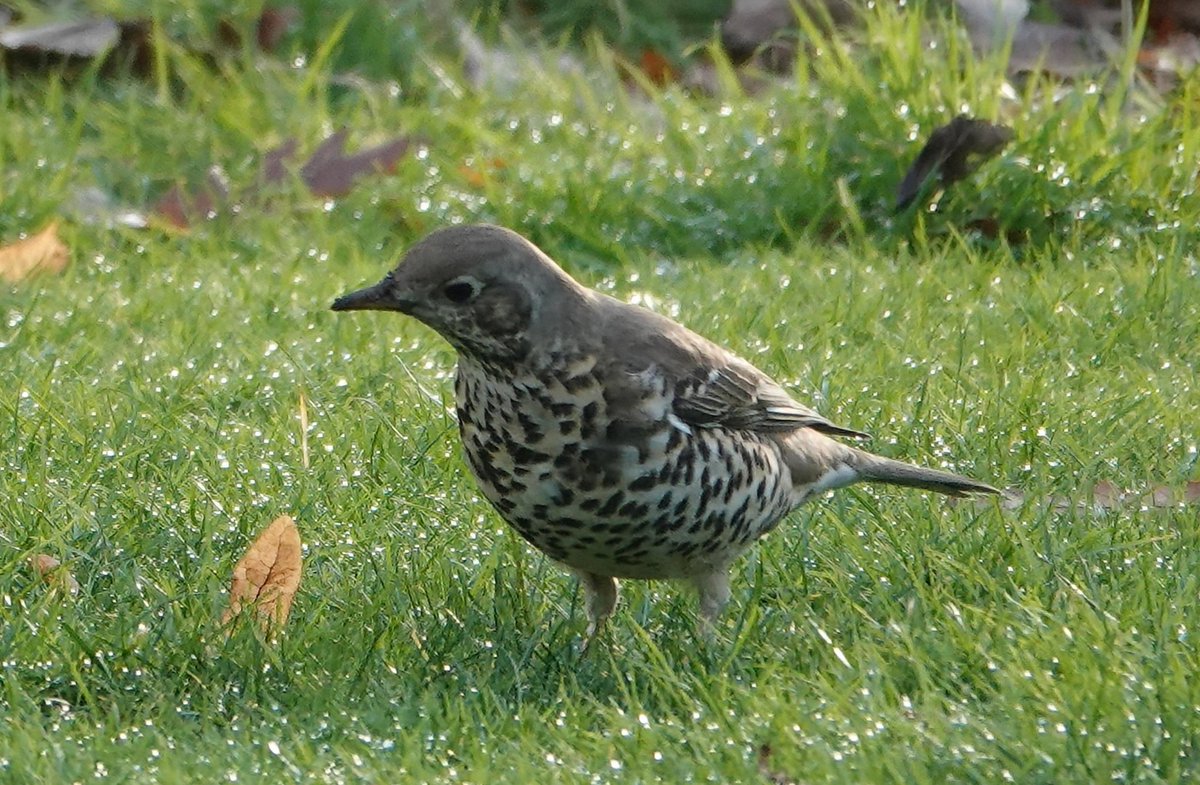 Ord1e's tweet photo. #MistleThrush patiently waiting for breakfast #birds #Yorkshire @ThePhotoHour @Natures_Voice https://t.co/rrDjxO5hRQ