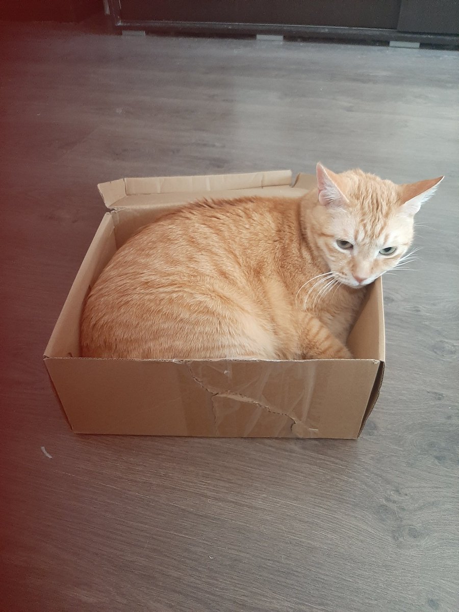 Кот Рыж преуспел по жизни, пока я спал, и прикупил комфортабельную студию за КАДом