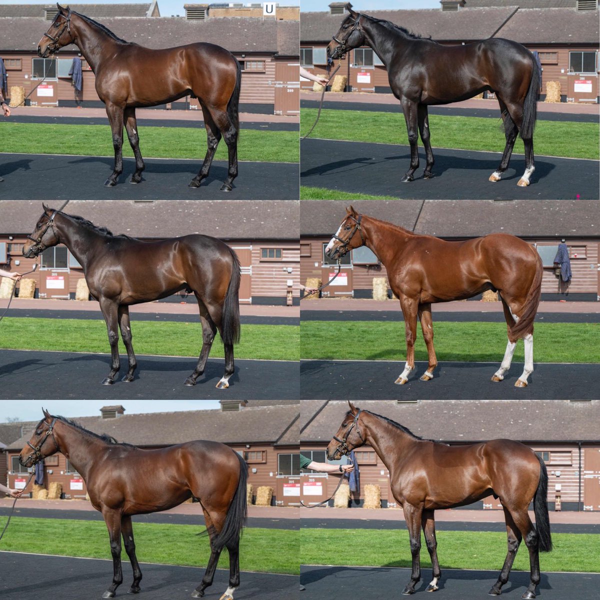 Lynn Lodge Stud (@lynnlodgestud) on Twitter photo We are looking forward to offering six smart colts at this weeks
<a href="/Tattersalls1766/">Tattersalls</a> Craven breeze up sale. Don’t miss them fly up the Rowley Mile tomorrow ⭐️ #LLS #ResultsWhereItCounts We are looking forward to offering six smart colts at this weeks
<a href="/Tattersalls1766/">Tattersalls</a> Craven breeze up sale. Don’t miss them fly up the Rowley Mile tomorrow ⭐️ #LLS #ResultsWhereItCounts