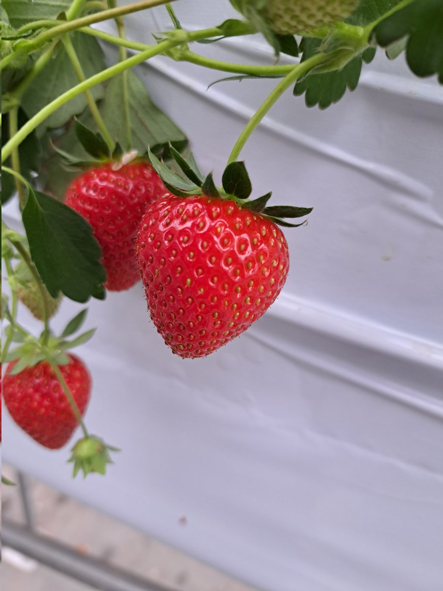 いちご狩りに行きました🍓
何種類か食べ比べした結果｢おいCベリー｣が甘味と酸味がちょうど良くて私個人的にはイチオシです！
美味しかったです😋