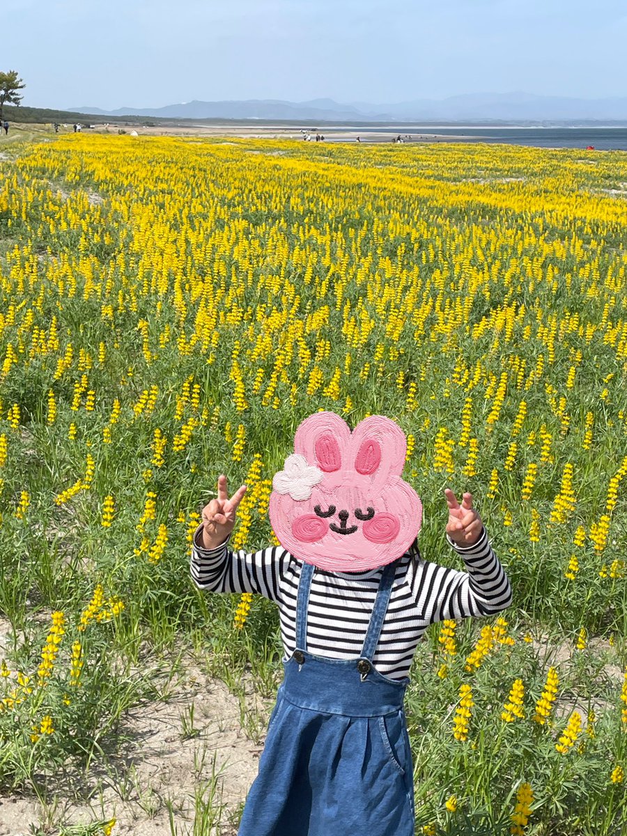 今日は肝属川の横にあるルーピン畑見てきました〜。娘と嫁さんは初めて見たから喜んでた😊