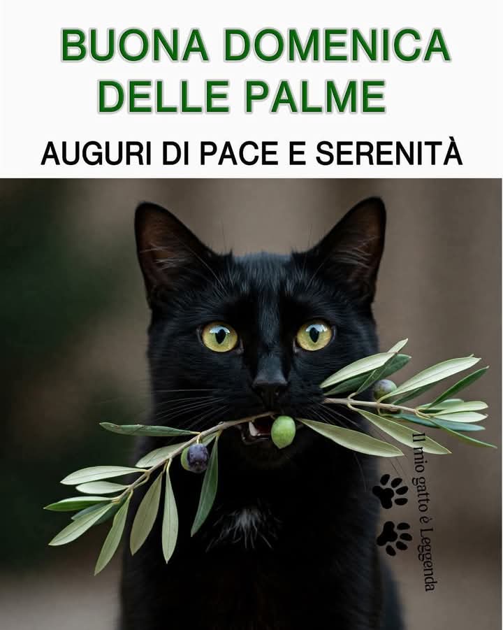 I RANDAGI NEL CUORE ODV - Animal care organization (@i_randagi) on Twitter photo 