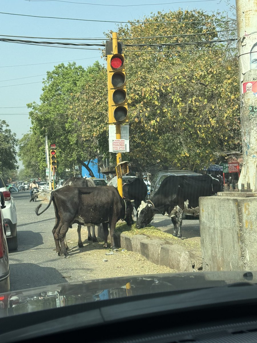 ShrutiMC's tweet photo. @gupta_rekha Ma’m-I appreciate your thought. I posted this on 4/4/25 on X page of yours &amp; MCD. Just in the name of ritual/feeding the cow, delhites are not only littering on the roads, it also leads to traffic congestion, risk to cows. This needs to be corrected ASAP. 🙏🏼 https://t.co/eTP4iZ6pzO