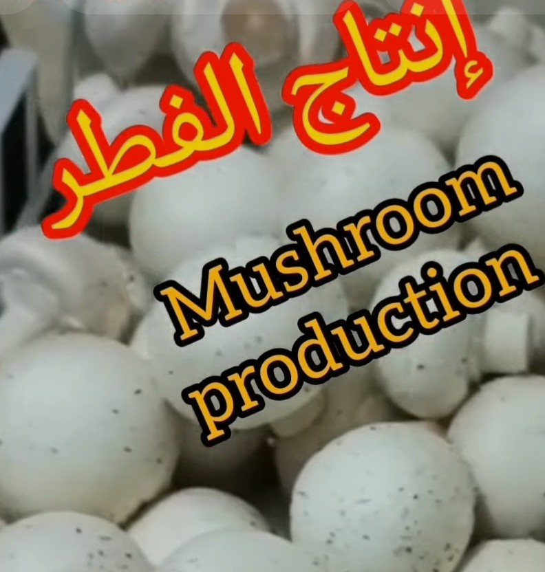 🍄زراعة الفطر (المشروم )🍄