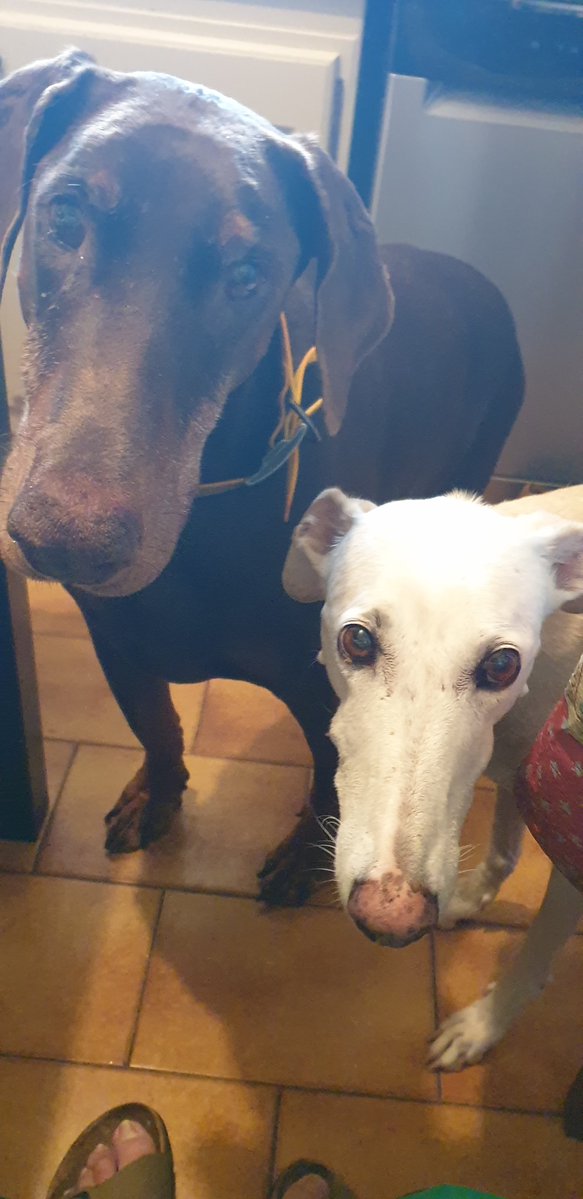 Henry-Jean Servat tweet media