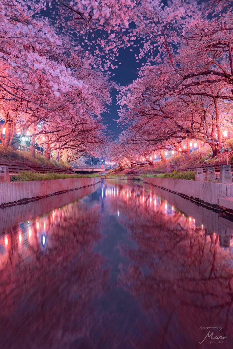 美しい夜桜をゆっくり堪能しました🌸