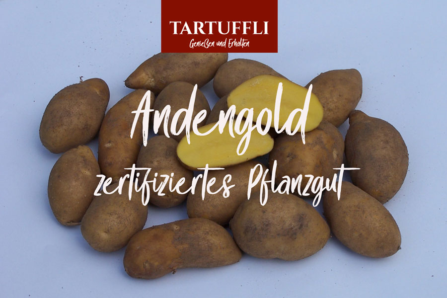 Tartufflis's tweet photo. erstmals ANDENGOLD - Pflanzkartoffeln lieferbar - https://t.co/pg5TuQVnMq https://t.co/sU4P2X8HLV