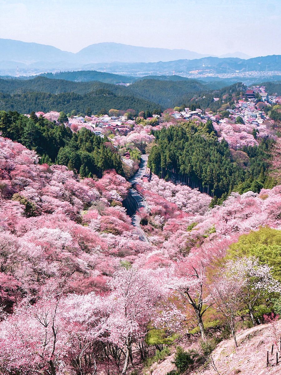3m1ek's tweet photo. 吉野山の千本桜が圧巻のスケール https://t.co/yJl9LnugVN