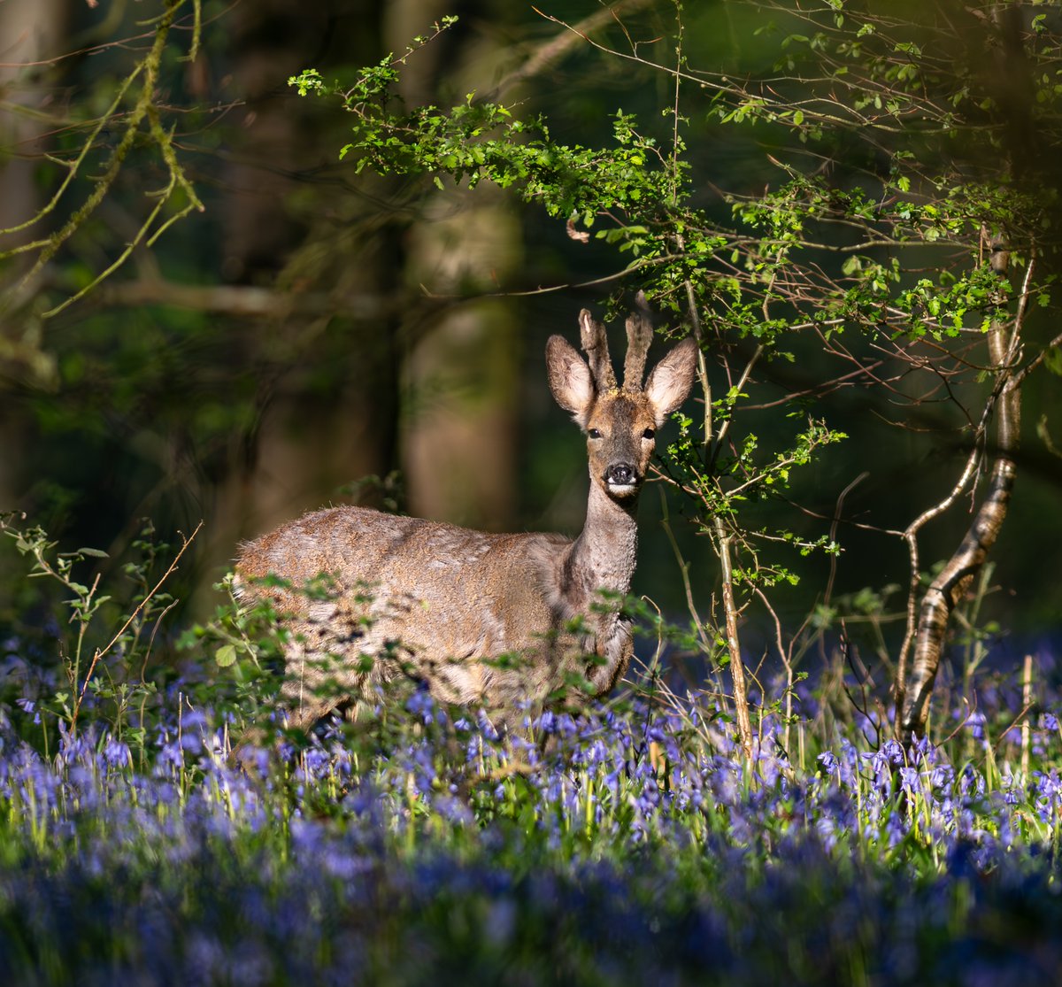 Roe deer amidst the bluebells, Salisbury