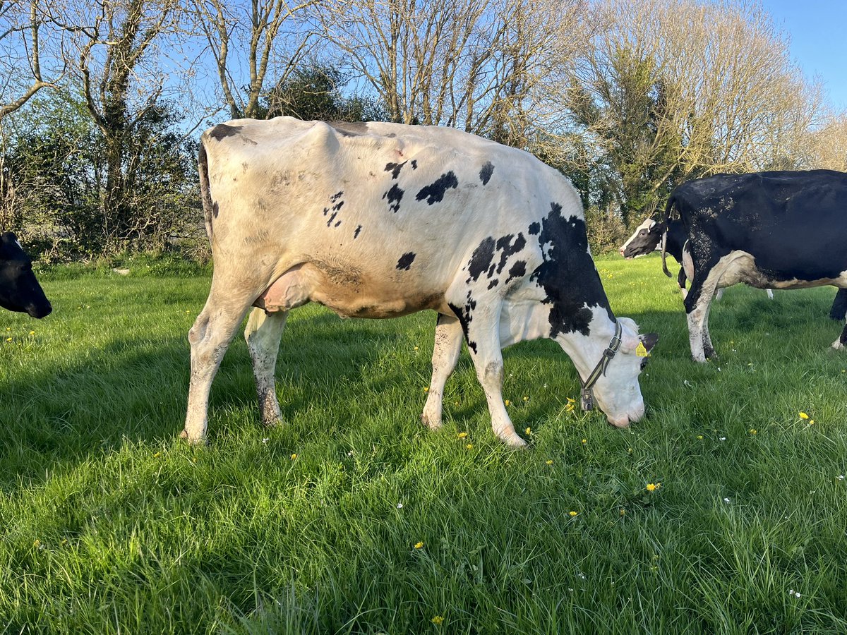 Coolback Humble Aoife (Humblenkind) before and after milking last night. 4 weeks calved into her 3rd lac but unfortunately had a great big heifer calf with a heart defect. Classified VG86 on her second lactation.
