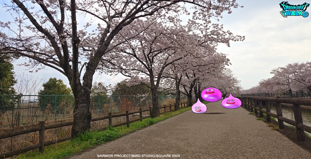 わぁ～！何処までも続くね～🌸
#かいしんの一枚
#DQウォークフォトコン
#ドラクエウォーク
#DQウォーク
#ももいろ三姉妹