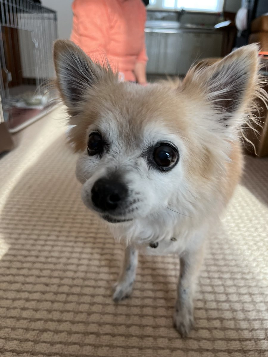 wan_trimming's tweet photo. チワワ　爪切りのみ🐾
ありがとうございました♪

#トリミング　#チワワ　#シニア犬　#単品メニュー　#爪切り　#出勤トリミング　#移動トリミング https://t.co/oDhFHx8h6E