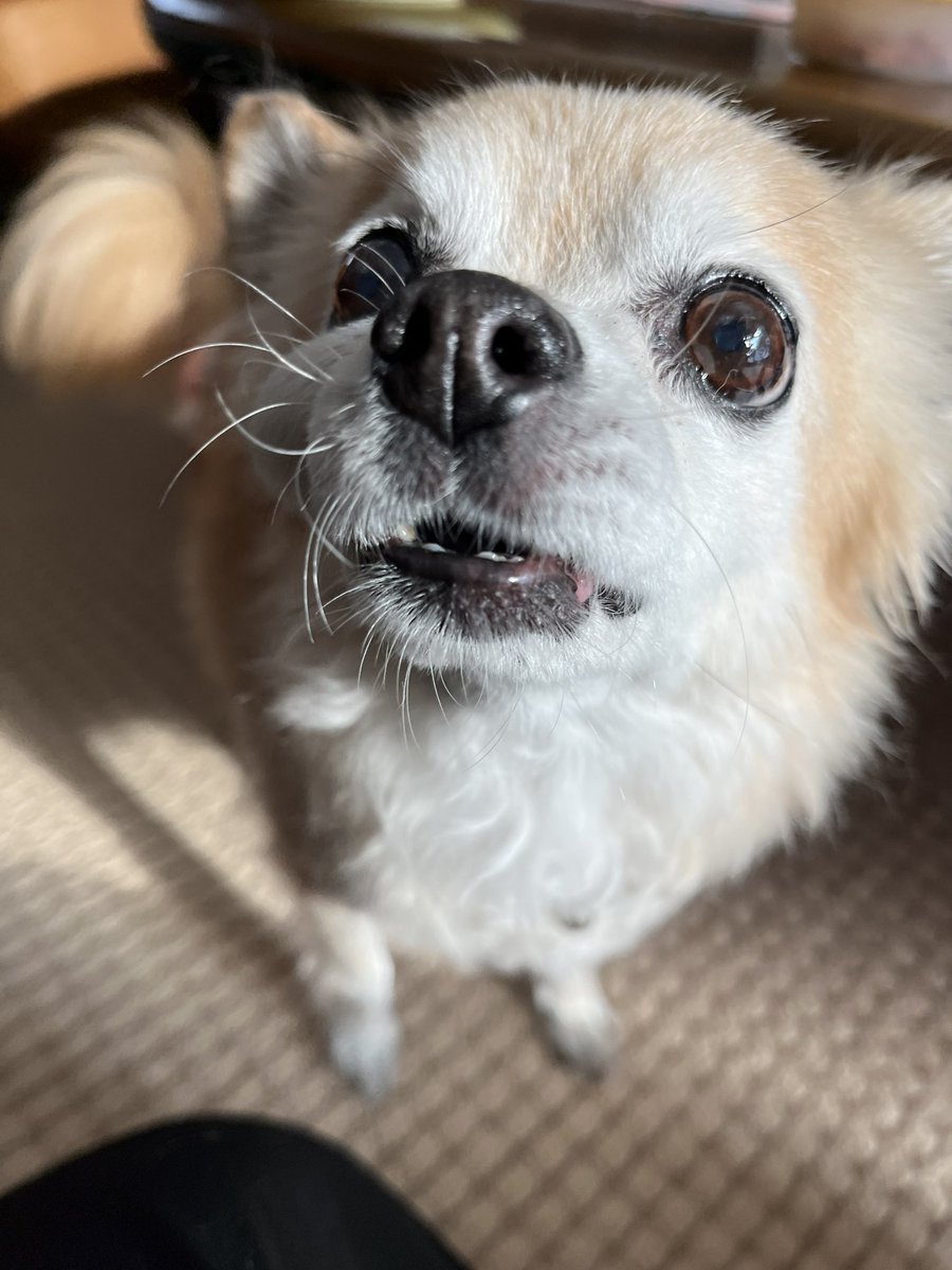 wan_trimming's tweet photo. チワワ　爪切りのみ🐾
ありがとうございました♪

#トリミング　#チワワ　#シニア犬　#単品メニュー　#爪切り　#出勤トリミング　#移動トリミング https://t.co/oDhFHx8h6E