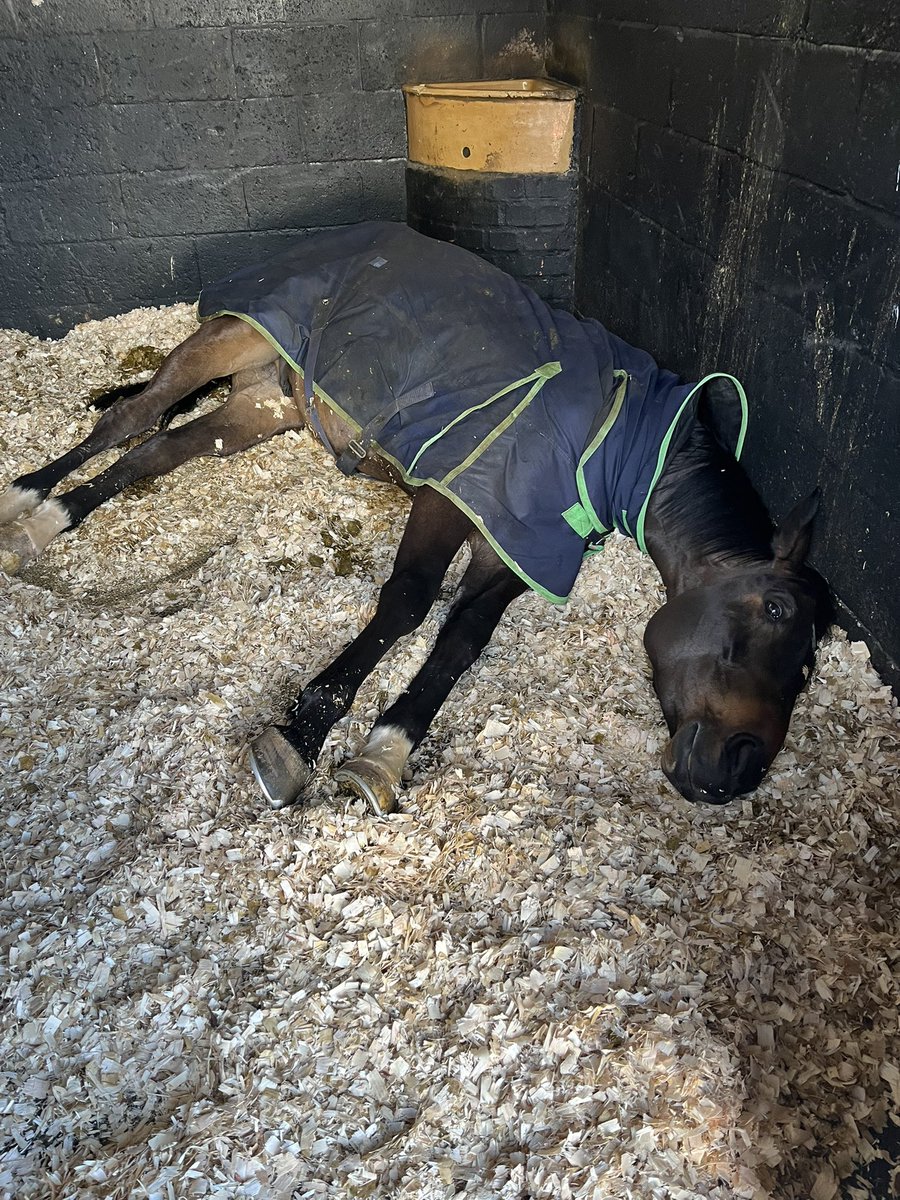 NRuthJefferson's tweet photo. Easy like Sunday morning #Finbar https://t.co/KNFOWHy81i