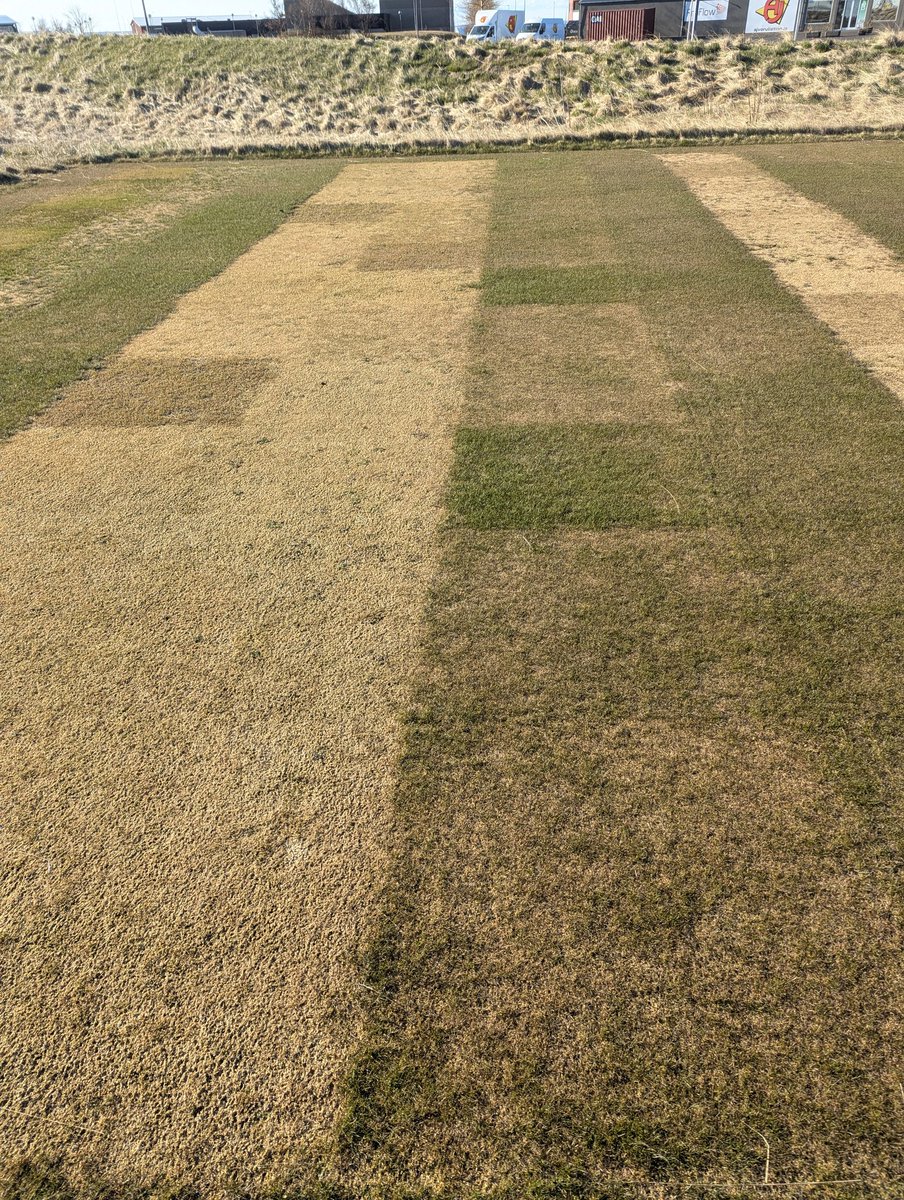 This is why we lean on fescues here in Iceland. The left double rows are creeping bents still completely dormant. Then a row of fescue/bent mixes or pure fescue, a border of chewing fescue and then colonial bent that's still dormant. Which would you go for if you open tomorrow?
