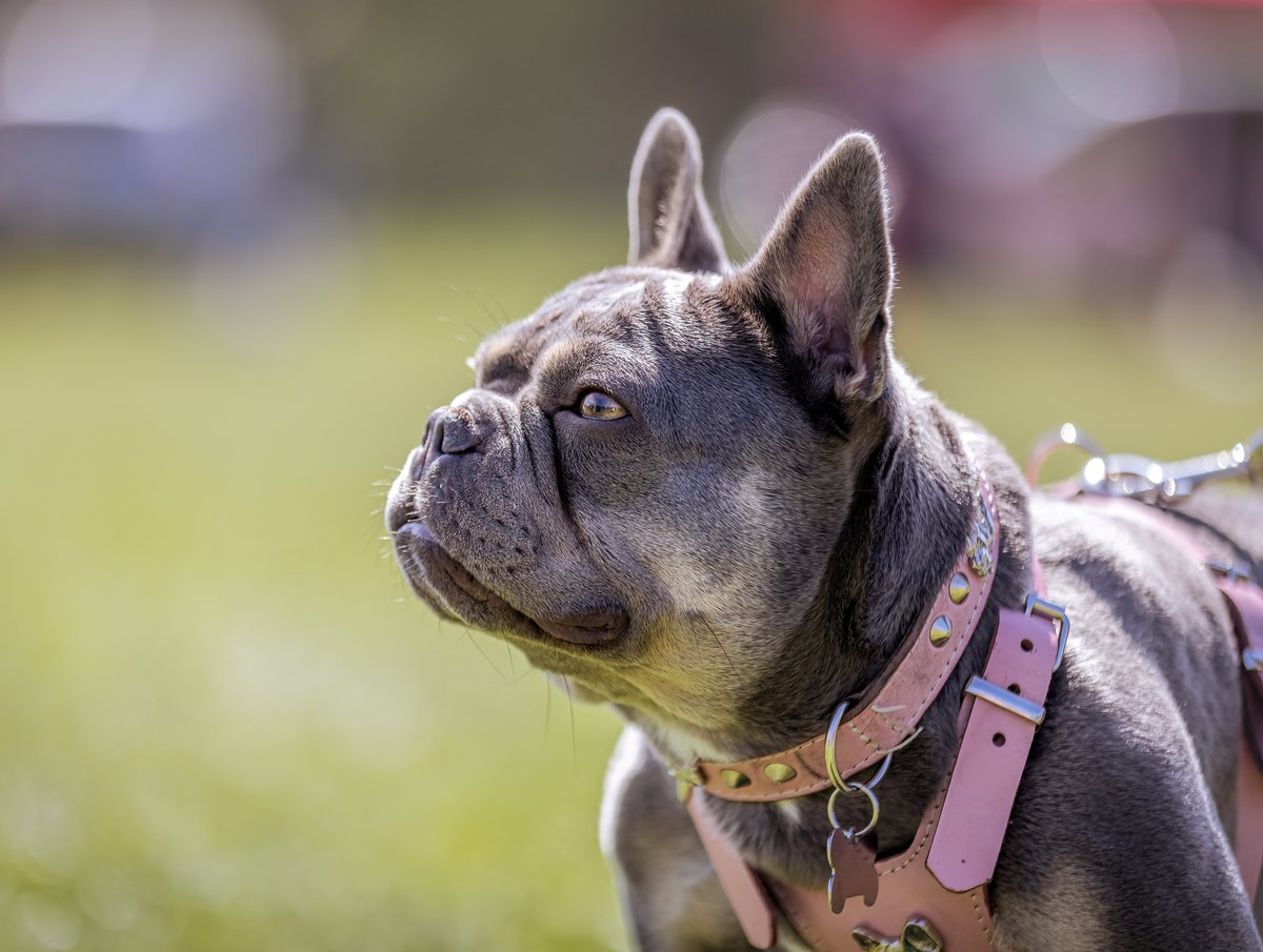 MissDPetography tweet media