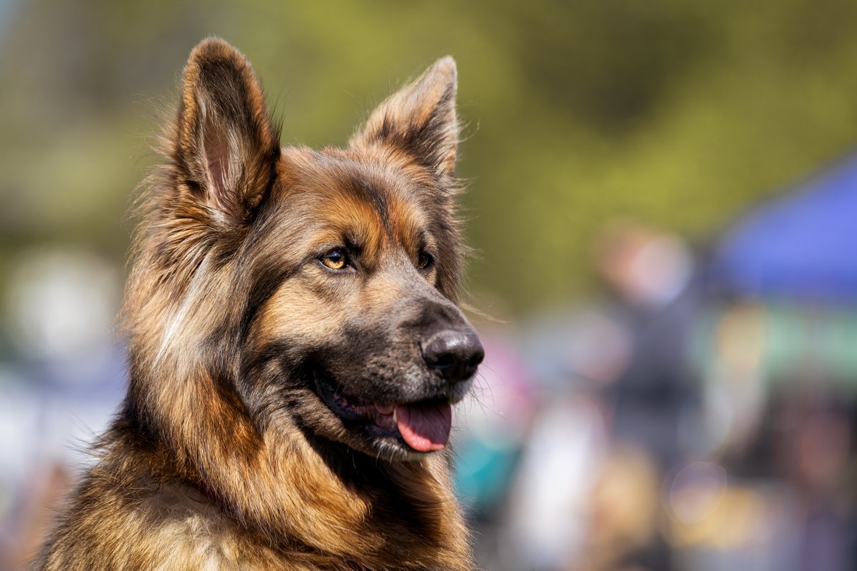 MissDPetography tweet media