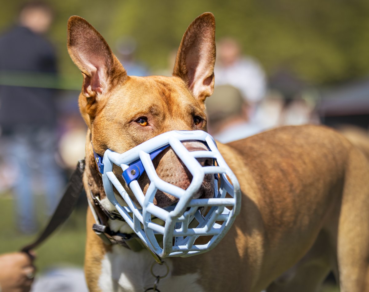 MissDPetography tweet media