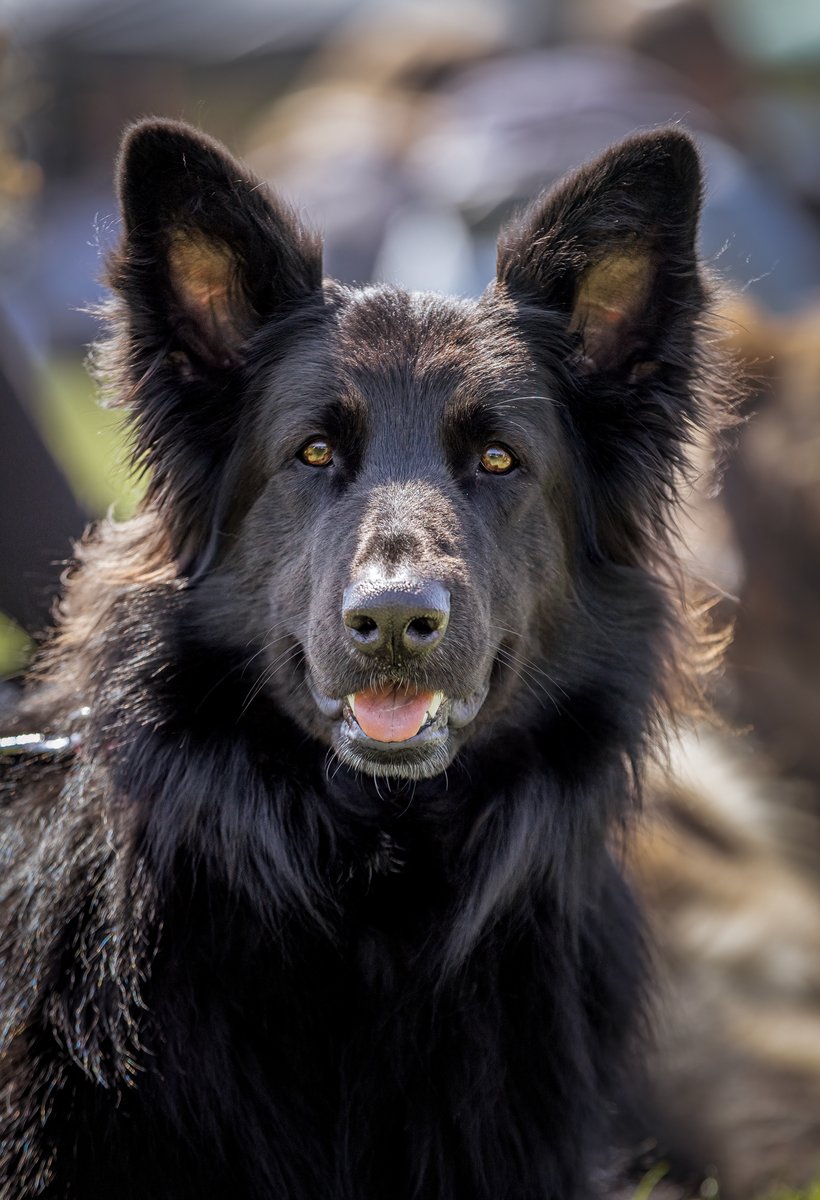 MissDPetography tweet media