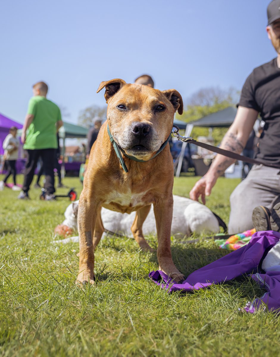 MissDPetography tweet media