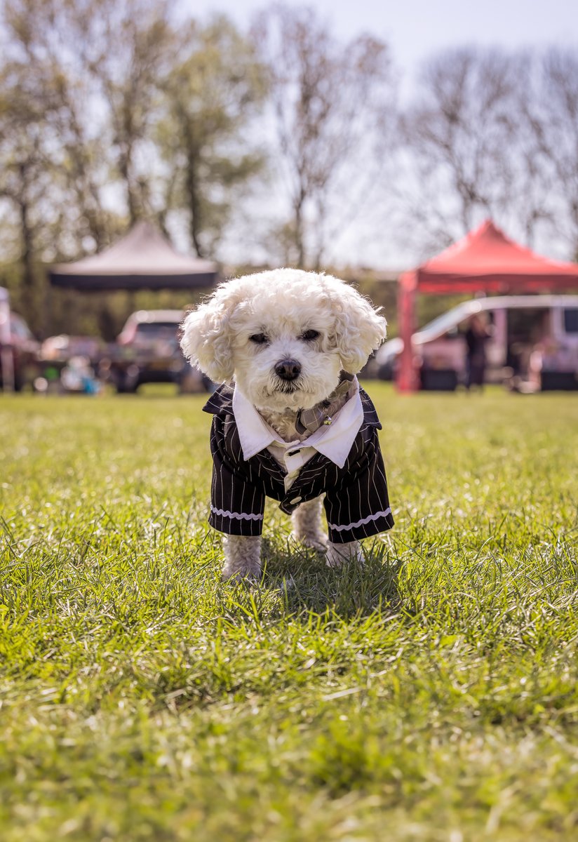 MissDPetography tweet media