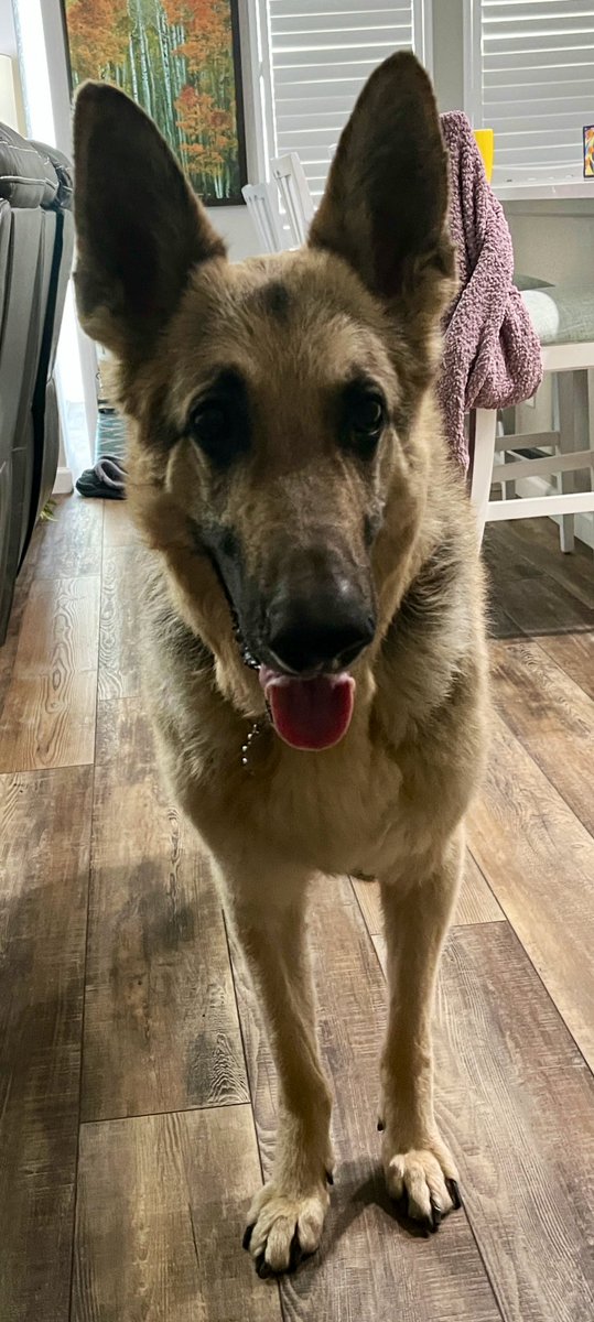 Hey y’all no stream today. We lost Cal this week to cancer, so I need time to catch up on stuff I let slide. 

One more pic of him for the road. He helped my mother through rough times and was a great companion, and for that I am eternally grateful. See ya bud.