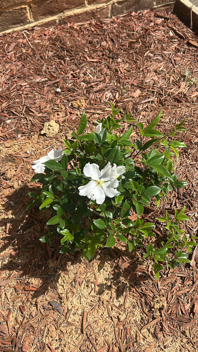 My Cherokees have bloomed!!!!! <a href="/ColbyAcuff/">Colby Acuff</a>