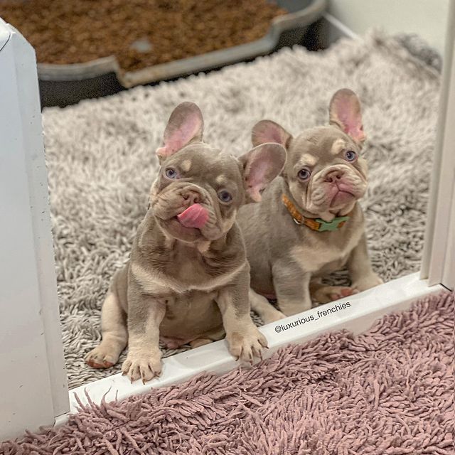 Frenchie_Diary's tweet photo. Same Same but different 🙂

#FrenchBulldog #FrenchieLove #FrenchieLife #FrenchieOfTheDay #FrenchieGram #FrenchieWorld #FrenchieDaily #ILoveMyFrenchie #CuteFrenchie #FrenchBulldogLovers #DogLovers #FunnyDogs #PetReels #ViralDogs https://t.co/EChIITVE4k