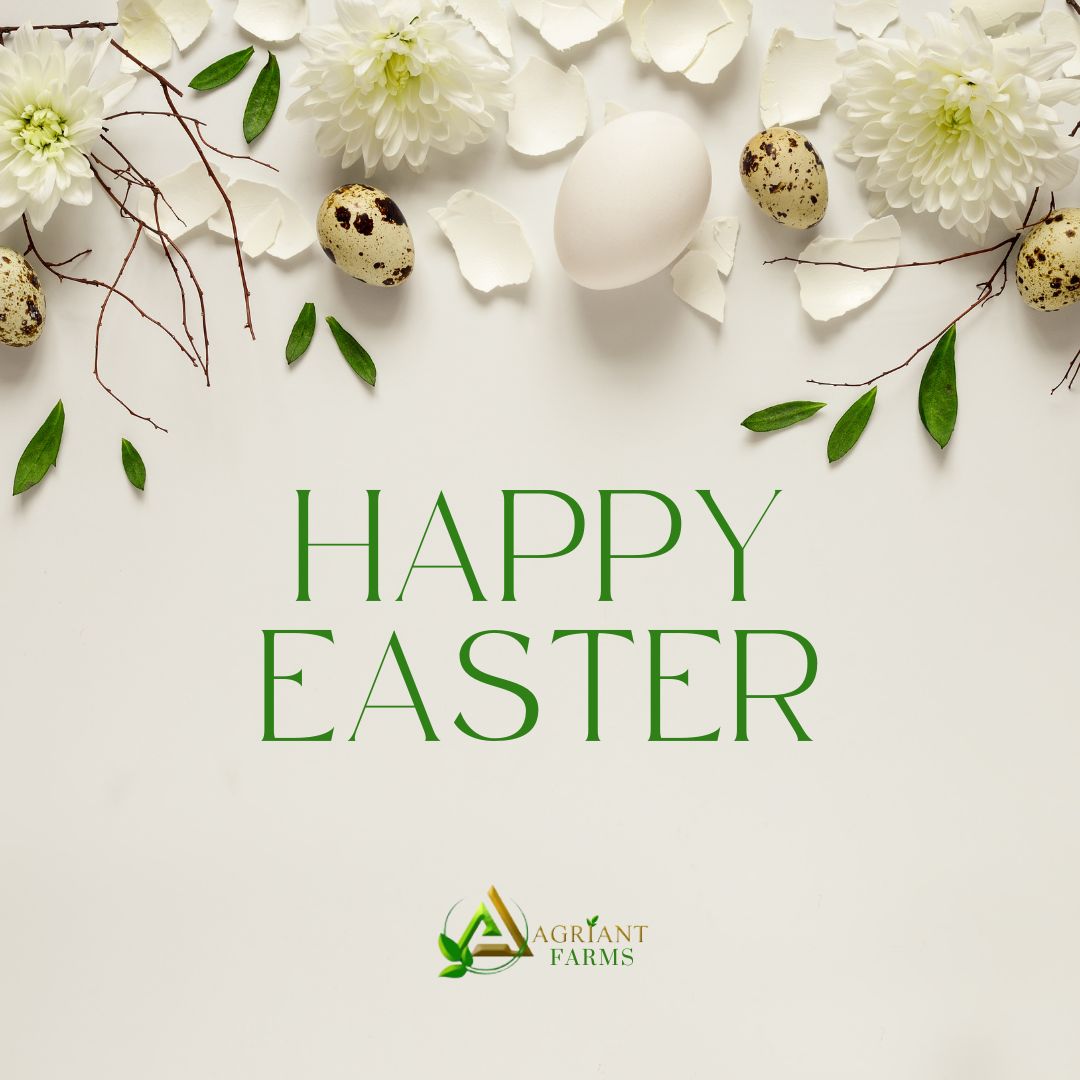 AgriantLimited's tweet photo. Wishing you a joyful Easter filled with blessings, hope, and wonderful moments with loved ones! May this special day bring renewal to your spirit and brightness to your path ahead.

#heisrisen https://t.co/oAihUTeGBo