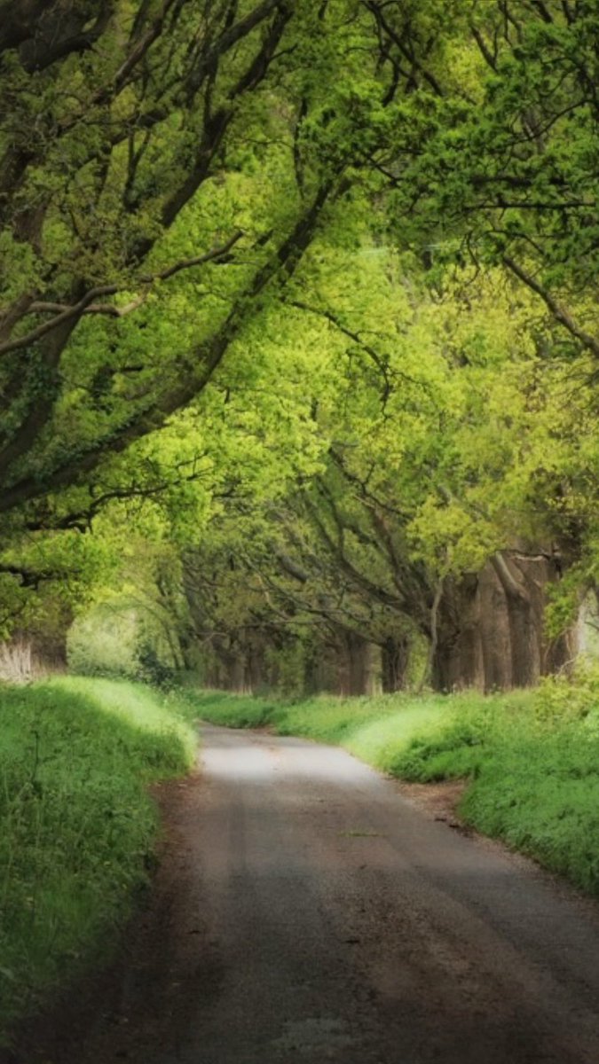 Spring greens, Breamore Hampshire 

#trees #lanes #spring #nature