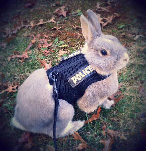 Adam Palmer (@chiefpalmer) on Twitter photo #HappyEaster from the #VPD! Special thanks to our #VPD members & other #1stResponders working this long weekend away from their families, keeping our communities safe - your service is appreciated! <a href="/VanFireRescue/">Vancouver Fire Rescue Services</a> <a href="/BC_EHS/">BC Emergency Health Services</a> <a href="/BCRCMP/">BCRCMP</a> #BunnyCop <a href="/VancouverPD/">Vancouver Police</a> #HappyEaster from the #VPD! Special thanks to our #VPD members & other #1stResponders working this long weekend away from their families, keeping our communities safe - your service is appreciated! <a href="/VanFireRescue/">Vancouver Fire Rescue Services</a> <a href="/BC_EHS/">BC Emergency Health Services</a> <a href="/BCRCMP/">BCRCMP</a> #BunnyCop <a href="/VancouverPD/">Vancouver Police</a>