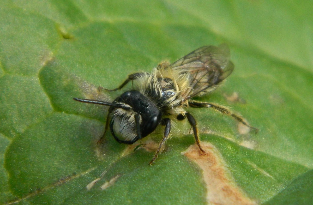 Reefpaths's tweet photo. Struggling to ID this #MiningBee wi white face and punky thorax hairs observed at Fountains Abbey, Ripon 19.4.25 ๐ Tempted to suggest โ Andrena gravida but over to the experts among us @StevenFalk1 https://t.co/Hc4U9IdcU2