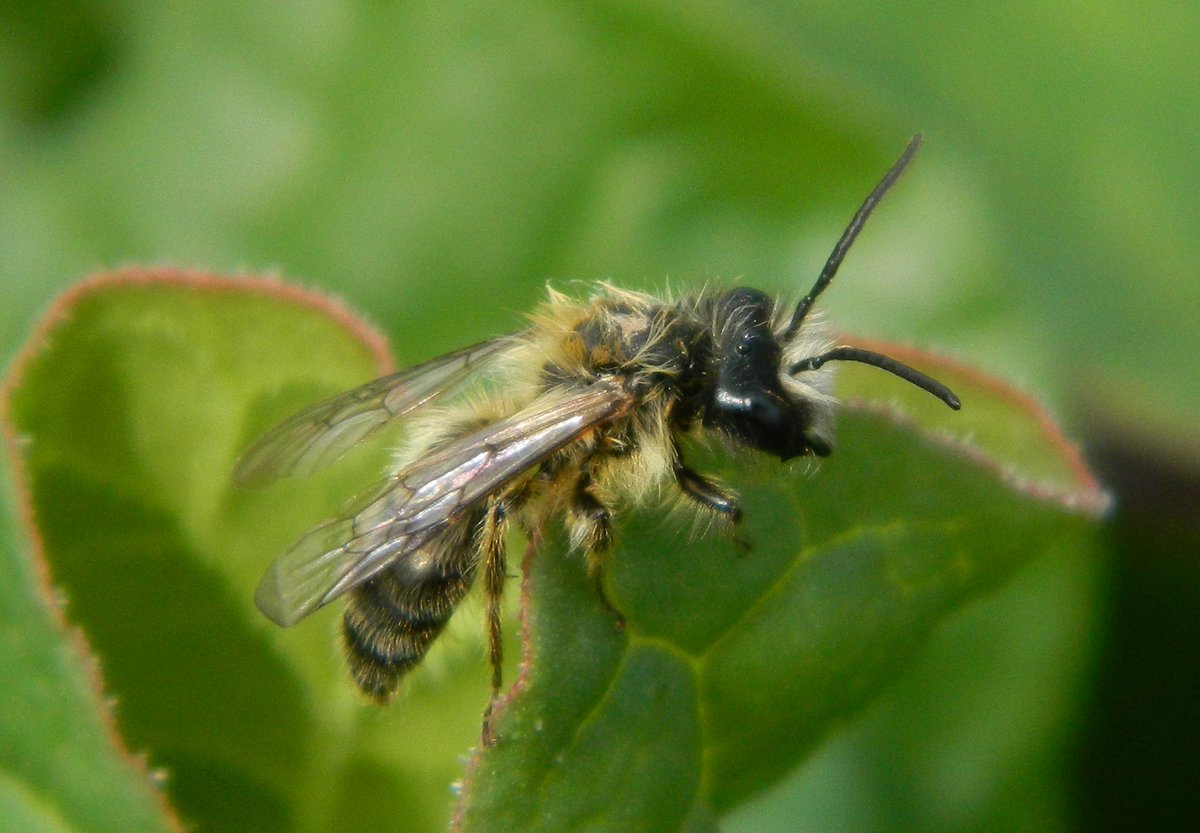 Reefpaths's tweet photo. Struggling to ID this #MiningBee wi white face and punky thorax hairs observed at Fountains Abbey, Ripon 19.4.25 ๐ Tempted to suggest โ Andrena gravida but over to the experts among us @StevenFalk1 https://t.co/Hc4U9IdcU2
