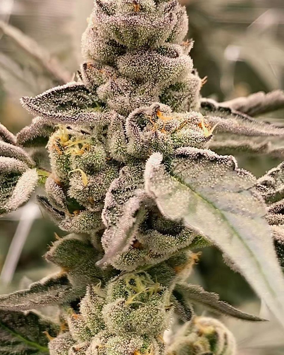 GREASi_Genetics's tweet image. HAPPY 420 🔥🔥🔥
(93 Octane &amp;amp; Pink Octane)