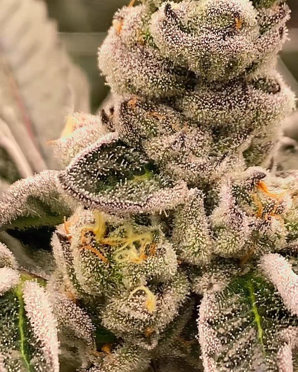 GREASi_Genetics's tweet image. HAPPY 420 🔥🔥🔥
(93 Octane &amp;amp; Pink Octane)