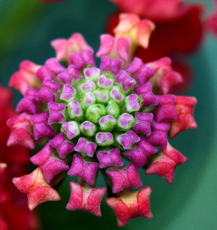 Naturepathway's tweet photo. "Intricate purple and pink petals unfold in a mesmerizing floral danceโnature's delicate geometry ๐ธโจ #FloralDetails #NaturePatterns #BloomBeauty #ElegantSimplicity" https://t.co/0at1Wjf2n4
