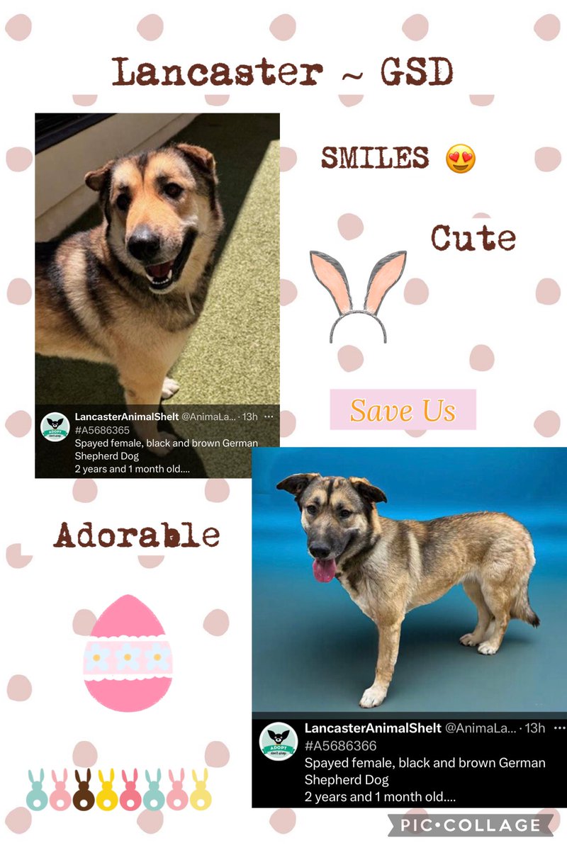 SarahjaneGille1's tweet photo. Low Views β¬οΈ Lancaster βSMILEYβ Girlie Girl lets help #save now as more new dogs posted πΊπ£#sheprescue @STARTRescueTeam @shelishouse @BayGSDRescue @gsrnc @gssafehaven #articmanor #freedomrescue #luckytails @PerfPetRescue #muchlove #pupswithoutborders #happytailsrescue https://t.co/uTK2uzHzW0