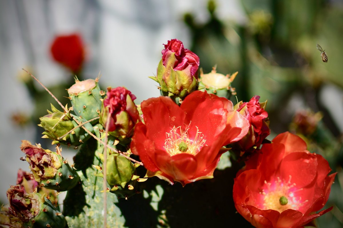 Springtime in Arizona!