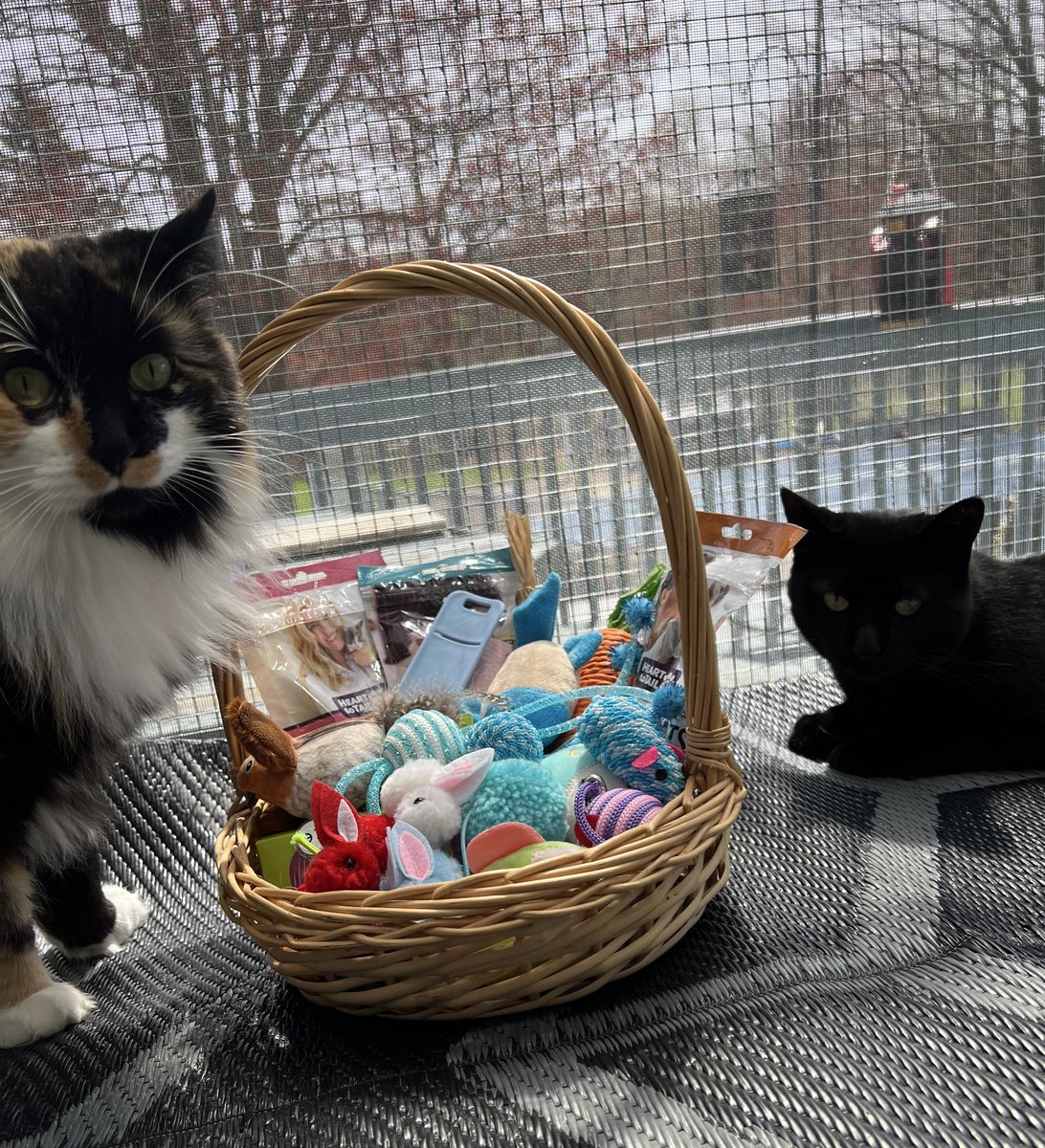 Da Easter Bunny 🐰 came 🤗 We hope youse haffing a wonderpaw day 🐣💜🩵✝️ Wuv youse 🥰😘 #DogsOfTwitter #CatsOfTwitter #ZSHQ #SeniorPup #Morkie #Hedgewatch #Panfur #Stray #Adopt