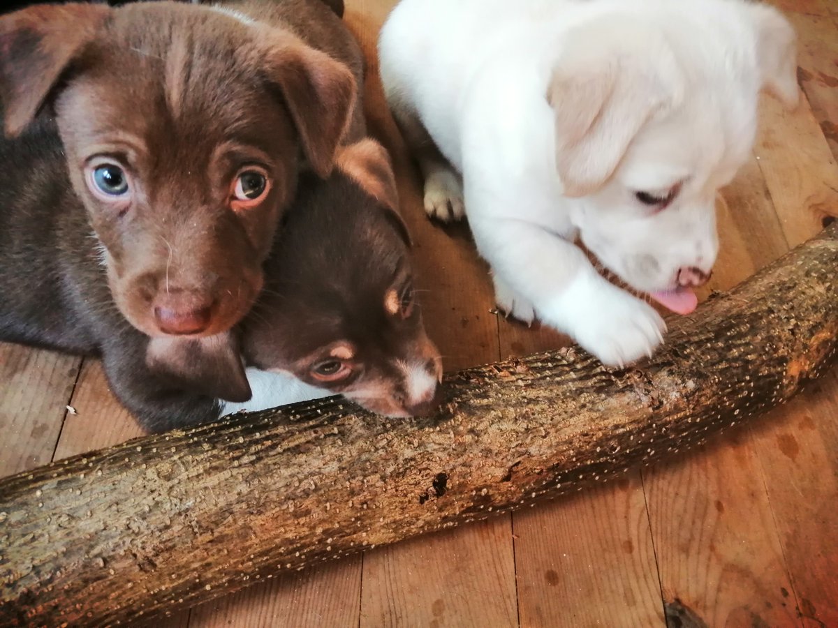 Plastik oyuncak lobisini boykot ediyoruz! Bahçenin doğal mahsülleri ile hem oynuyor hem de dişlerimizi kaşıyoruz.. #satinalmasahiplen Yer: Urla/İzmir