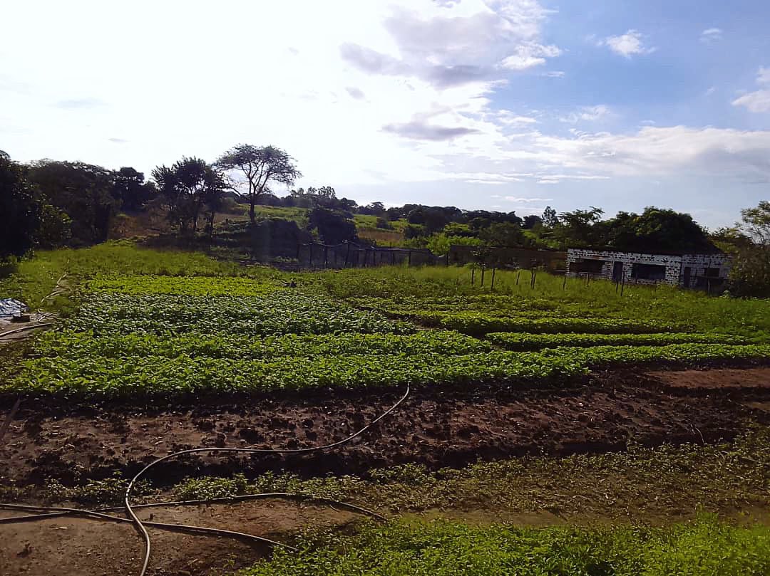 Mademoiselle_CC's tweet photo. Gardens are looking balmy today. Grateful for the recent downpour. #farmfields #gardens #greens #brassicaseason #autumn #autumnfarmfields #farmsundays #simpleliving https://t.co/zmFSjh1md0