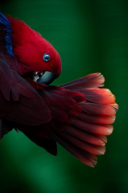 NorthernParrots's tweet photo. This is the gorgeous #Eclectus we’re celebrating this week #EclectusDay https://t.co/ivz5MPv8G7