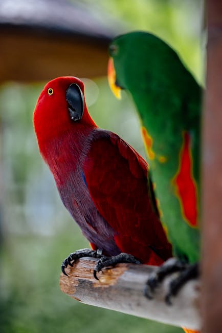 NorthernParrots's tweet photo. This is the gorgeous #Eclectus we’re celebrating this week #EclectusDay https://t.co/ivz5MPv8G7