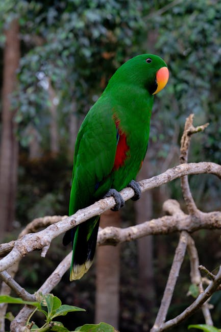 NorthernParrots's tweet photo. This is the gorgeous #Eclectus we’re celebrating this week #EclectusDay https://t.co/ivz5MPv8G7