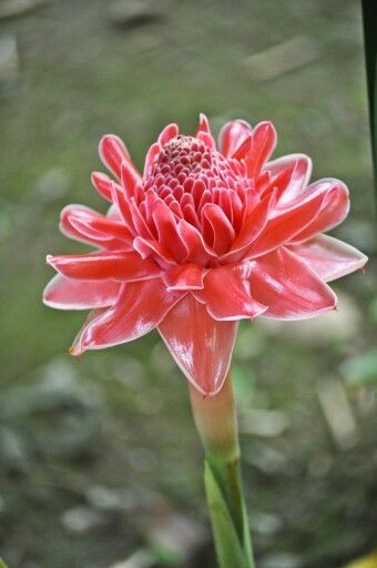 Naturepathway's tweet photo. A stunning torch ginger flower (Etlingera elatior) with its vibrant pink bracts making a bold statement. #TorchGinger #EtlingeraElatior #TropicalFlowers #India https://t.co/mzZJ9UTg2Q