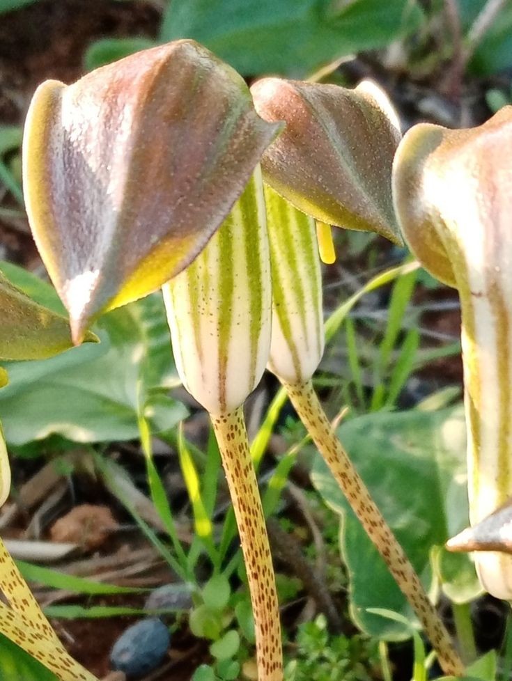 Naturepathway's tweet photo. Intriguing hooded blooms of the Cobra Lily (Arisaema triphyllum) with their unique striped spathes and spadices. #CobraLily #ArisaemaTriphyllum #JackInThePulpit #UnusualFlowers https://t.co/jH6uRmjXPa