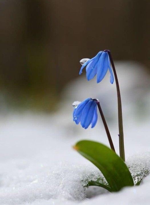 Naturepathway's tweet photo. A touch of vibrant blue as Siberian squill bravely blooms amidst the melting snow. #SiberianSquill #ScillaSiberica #SpringInTheSnow #BlueFlowers https://t.co/53uMZHrgbi