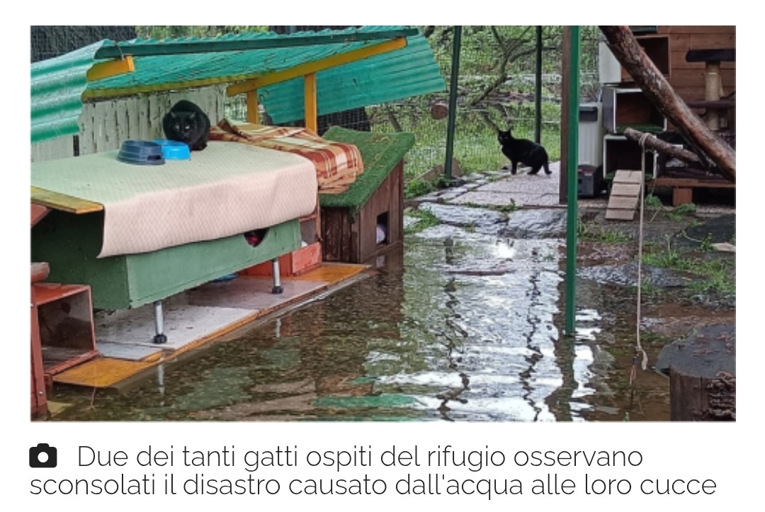 di Claudio Neve
Alluvionato anche il gattile di Ivrea, l'appello dei volontari: «Aiutateci»
Anche il gattile di Ivrea è finito sott'acqua: ecco come aiutare i volontari di Eporedianimali torinocronaca.it/news/provincia…