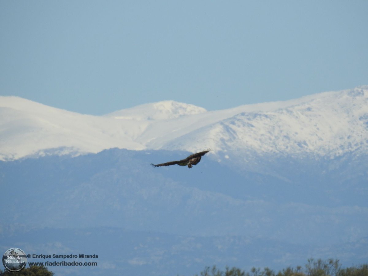 Primera salida de la temporada por el Monte de Batres para el programa SACRE de <a href="/SEO_BirdLife/">SEO/BirdLife</a> 
ria-de-ribadeo.blogspot.com/2025/04/primer…