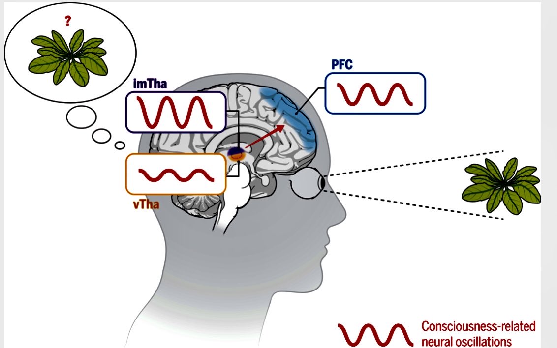 enilev's tweet photo. 🧠 Human high-order #thalamic nuclei gate #conscious perception through the thalamofrontal loop

By Sience
HT @NeuroscienceNew 

#Thalamus #Consciousness
#ConsciousPerception #imTha #Neuroscience 

👉https://t.co/h73GKg4Bdn

@Khulood_Almani @Shi4Tech @IanLJones98 @FrRonconi @CurieuxExplorer @RosyCoaching @mvollmer1 @Nicochan33 @EvanKirstel @Eli_Krumova @BetaMoroney @jblefevre60 @HaroldSinnott @pierrepinna @fogle_shane @ahier @Fabriziobustama @TerenceLeungSF @SpirosMargaris @margaretsiegien  @Analytics_699 @bamitav @AndrewinContact @TanyaSinha_ @sonu_monika @baski_LA @drsharwood  @TysonLester @dinisguarda @theomitsa @IngridVasiliu @pierrecappelli 
@mikeflache @RLDI_Lamy  @amalmerzouk @KanezaDiane @jeancayeux   @Hana_ElSayyed @gvalan @PawlowskiMario @rvp @TravelFoodiesTV @Ym78200 @JBarbosaPR3 @GlenGilmore #Neurotech #Visiontech #Brain @sallyeaves 
#seohashtag #HealthTech #Awareness #Perception 
[The intralaminar and medial thalamic nuclei (imTha) play a gate role in human conscious perception]